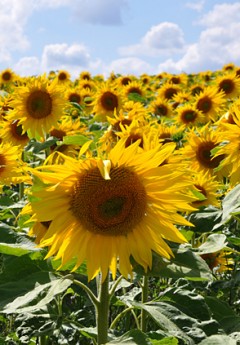 Sonnenblumen